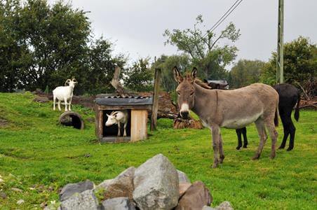 Das Tiergehege am Freizeitpark Klaukenhof zieht nicht nur Camper, Apartmentgäste und Restaurantbesucher an. Das ganze Jahr geöffnet kann man hier hin unbedingt einen Ausflug am äußersten Rand des Ruhrgebiets machen.