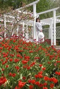 Eine Million Blüten in Bad Mergentheim: