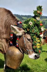 Alpen-Brauchtum im Herbst: