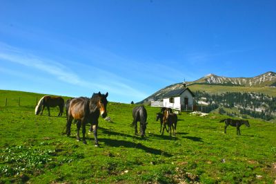 Mit dem Pferd zurück ins 19. Jahrhundert