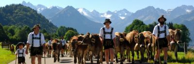 Alpenhirten mit geschmücktem Kranzrind uvm.