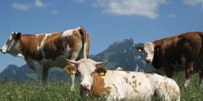 Chiemsee-Alpenland wählt die schönste Almkuh