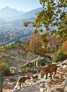 50 Jahre Alpenzoo Innsbruck