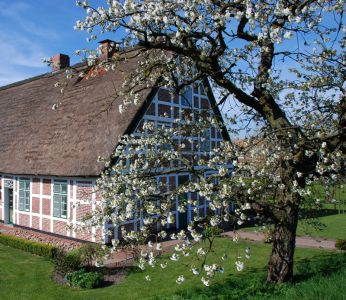 Zauberhaftes Frühlingserlebnis im Alten Land