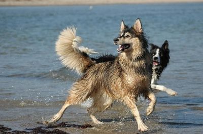 Hundetraining im Ostsee Resort Damp