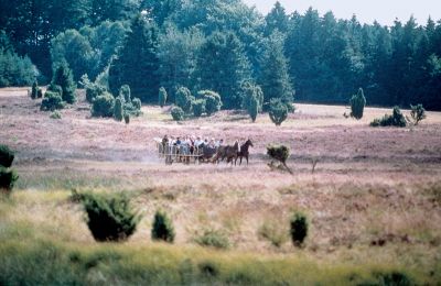 Lüneburger Heide vor der Hochsaison