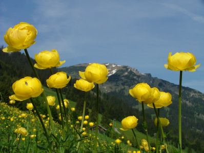 Österreichs Ferienregion Tannheimer Tal: