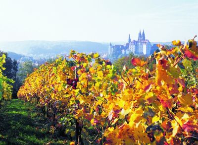 Dresden, Meißen und das Elbtal feiern 850 Jahre Weinbau in Sachsen