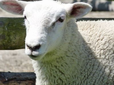 Tierisch gut: Taufe und Malwettbewerb